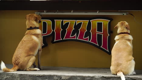 Two-Golden-Labrador-Retriever-Dogs-Sitting-And-Waiting-Patiently-For-A-Treat-Outside-A-Pizza-Shop