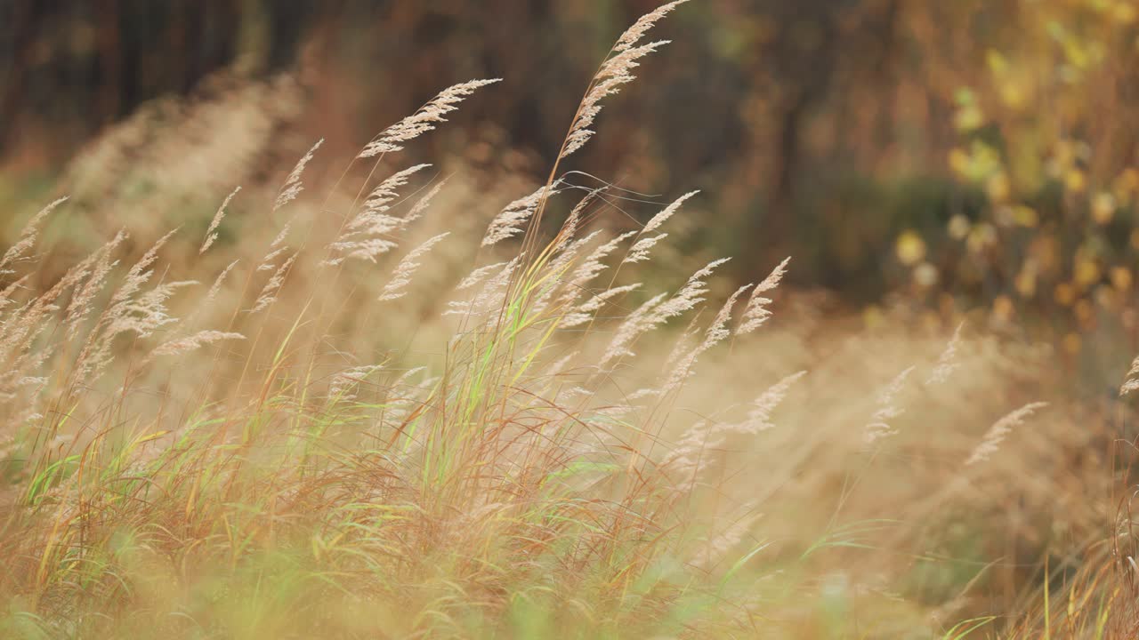 건조한 풀의 귀는 바람에 흔들립니다.