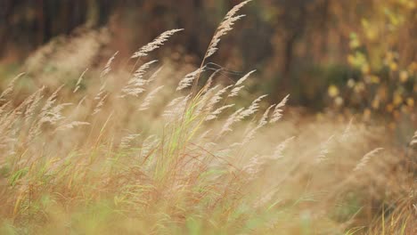 Ähren-Von-Trockenem-Gras-Wiegen-Sich-Im-Wind