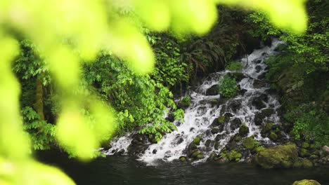 follaje verde brillante con arroyo rocoso en el fondo