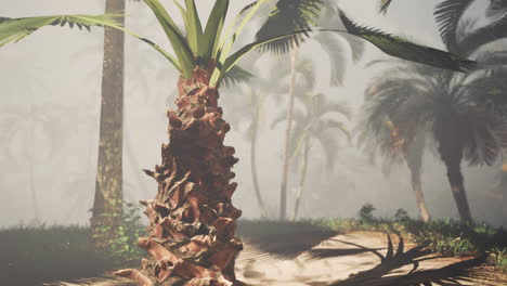 palm trees in a foggy tropical jungle