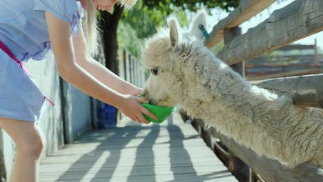 la niña está alimentando a un lama fresco en la granja. lama sopla un largo cuello en la ranura de la valla