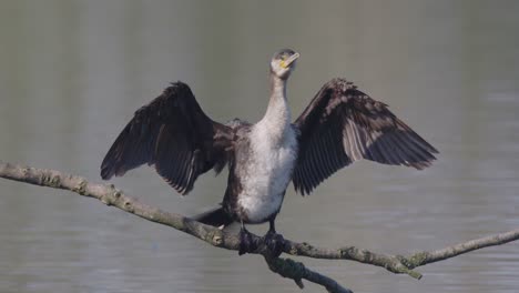 cormorant on a branch over water