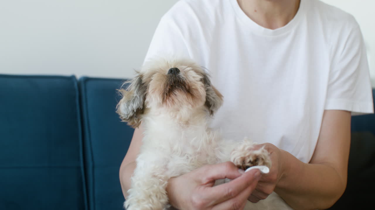 주인 의 무 에 있는 개 의 근접적 인 모습