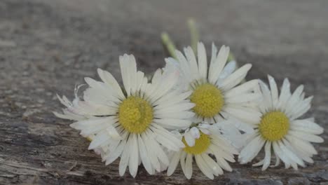 ramo de flores de margarita en el viento y la lluvia