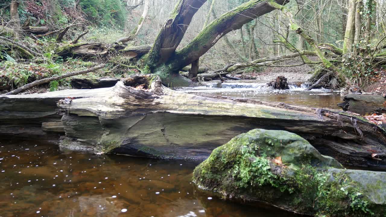 삼림 지대 숲 황야 돌리 왼쪽을 흐르는 오래된 시골 구리 광산 강