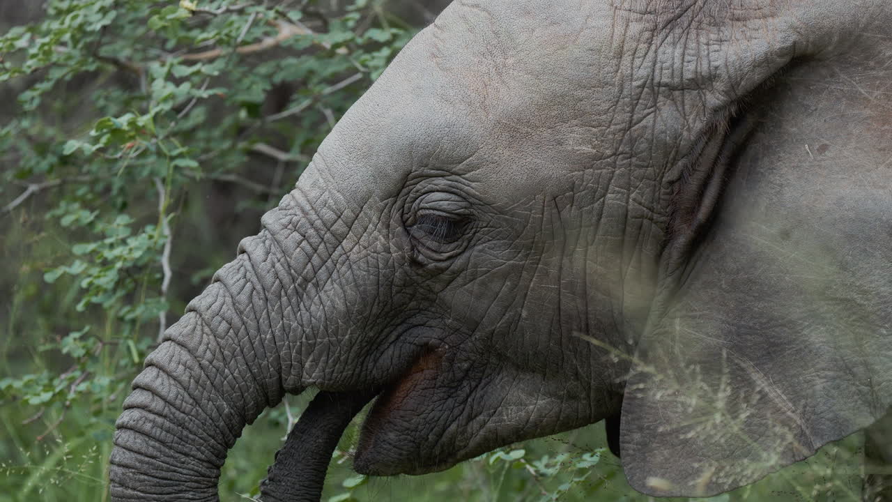 Elephant Head in its Natural Habitat