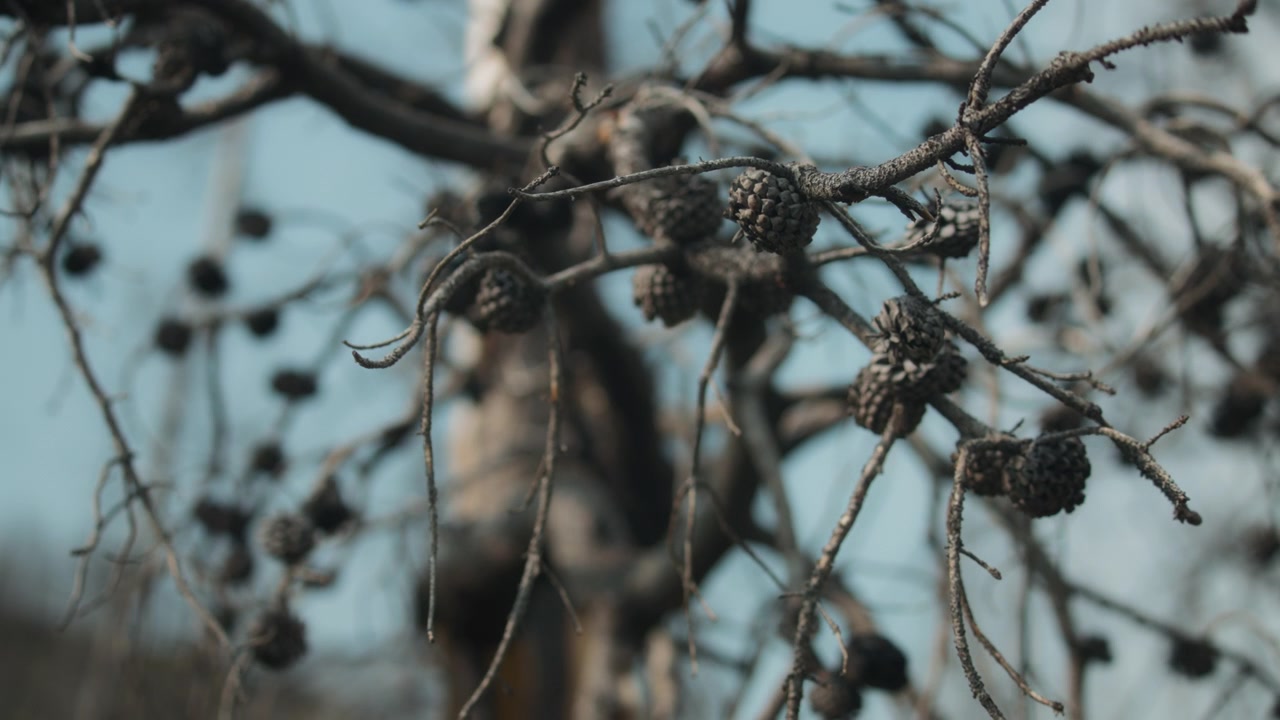 Burnt pine tree branches