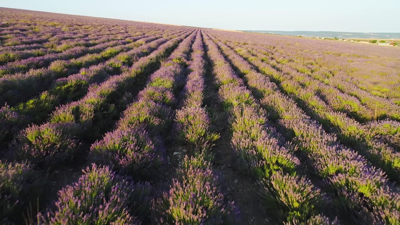 vista aérea de un campo de lavanda