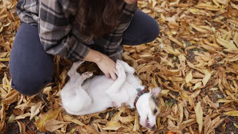 Unerkennbare-Frau-Spielt-Und-Streichelt-Ihren-Jack-Russell-Terrier-Im-Herbstpark