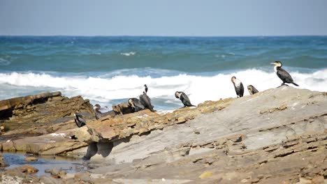 Strandvögel-Des-Ostkap-Putzen-Sich,-Während-Eine-Möwe-In-Die-Welle-Hinter-Ihnen-Fliegt