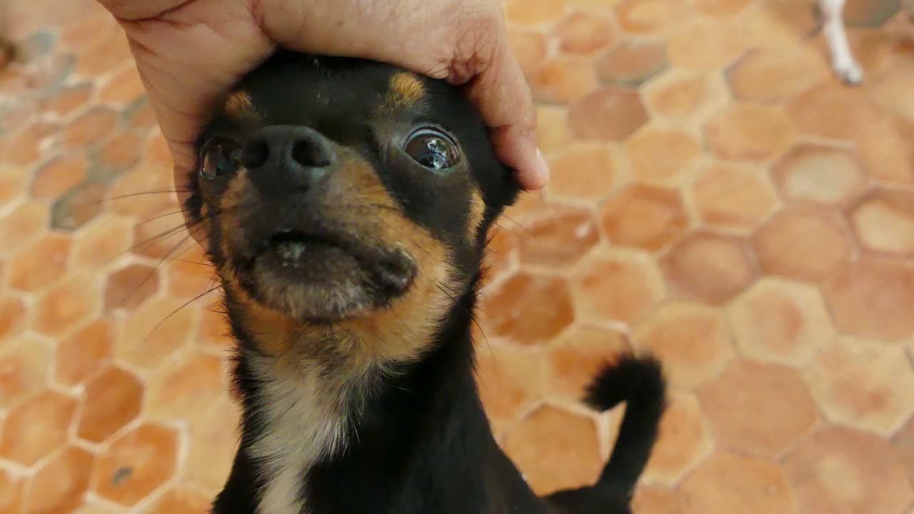 la mano humana acaricia la cabeza del perro chihuahua