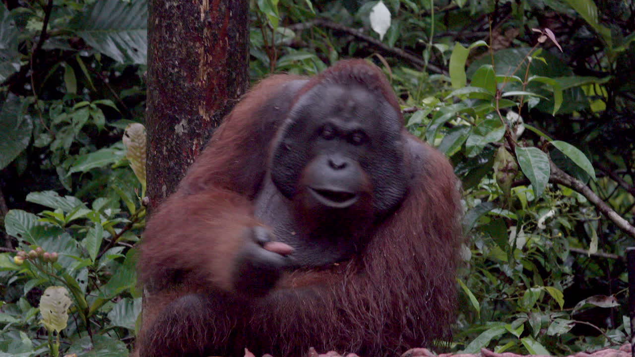 Orangutan maschio selvatico mangia nella foresta pluviale del Borneo