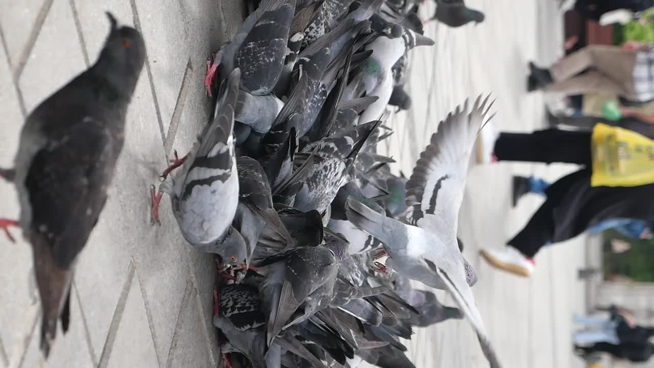 Pigeons Feeding on the Street