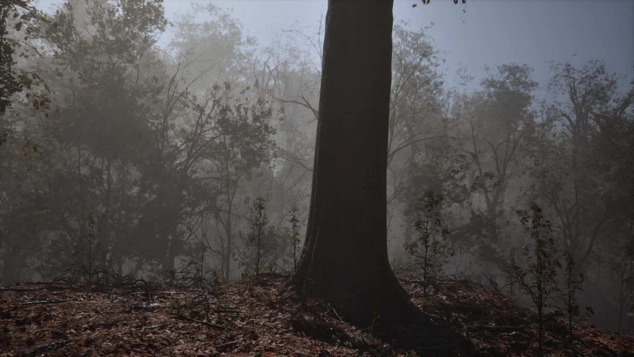 雾霾森林的场景