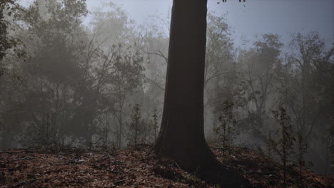 foggy forest scene