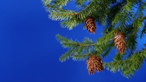 circling christmas tree - bluescreen for compositing