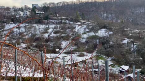 Steep-vineyards-during-winter-on-standstill-in-Stuttgart,-Germany