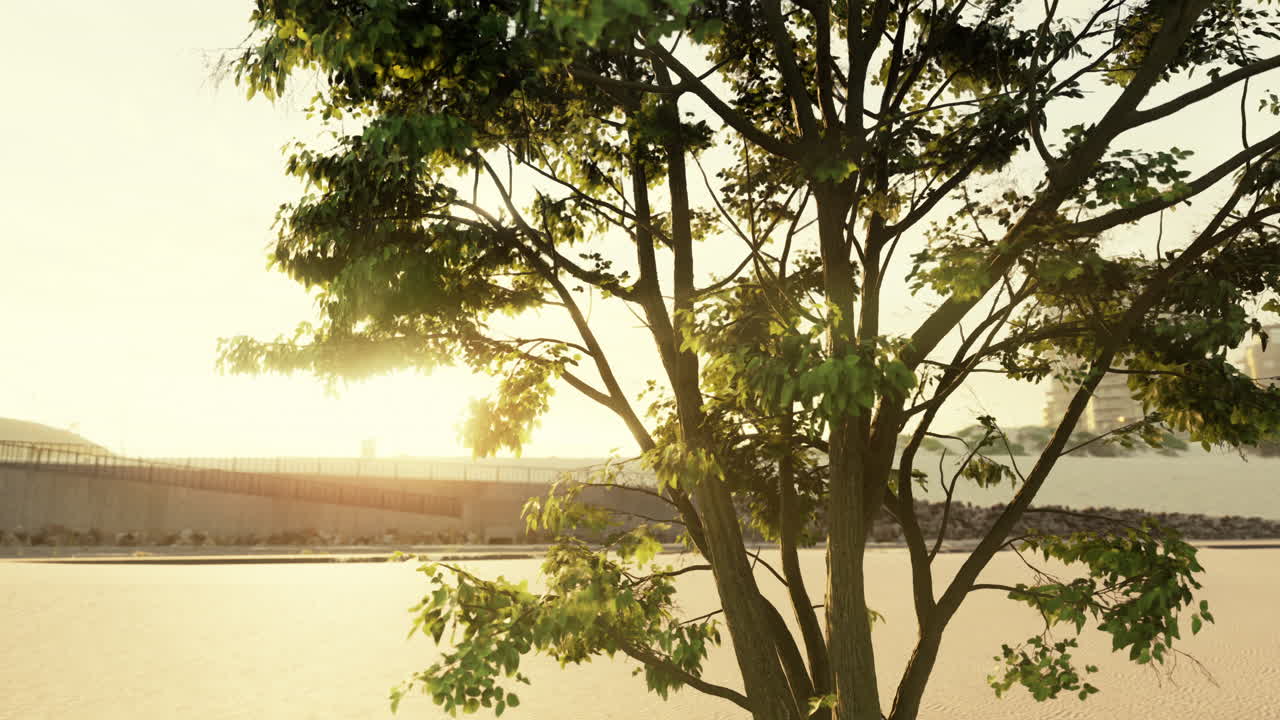 ⁇ 빛이 해변의 나무를 통해  ⁇ 아져 나옵니다.