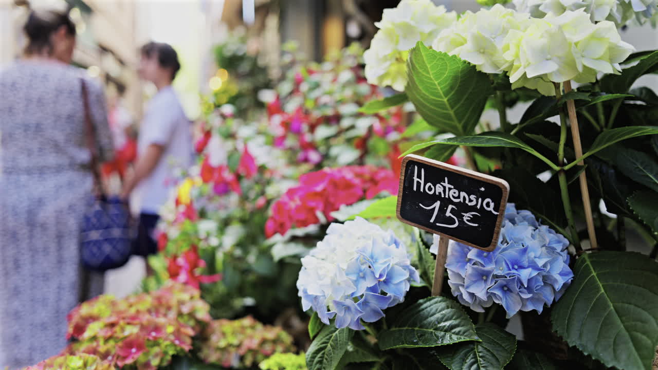 Close up of hydrangea for sale at a flower shop on the streets of Antibes, France