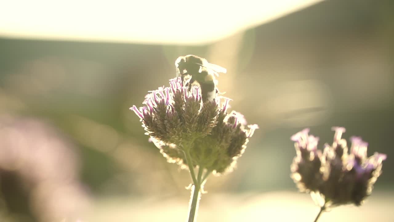 일몰의 부드러운 황금빛으로 아름답게 조명 된 보라색 꽃에서 을 수집하는 벌의 클로즈업
