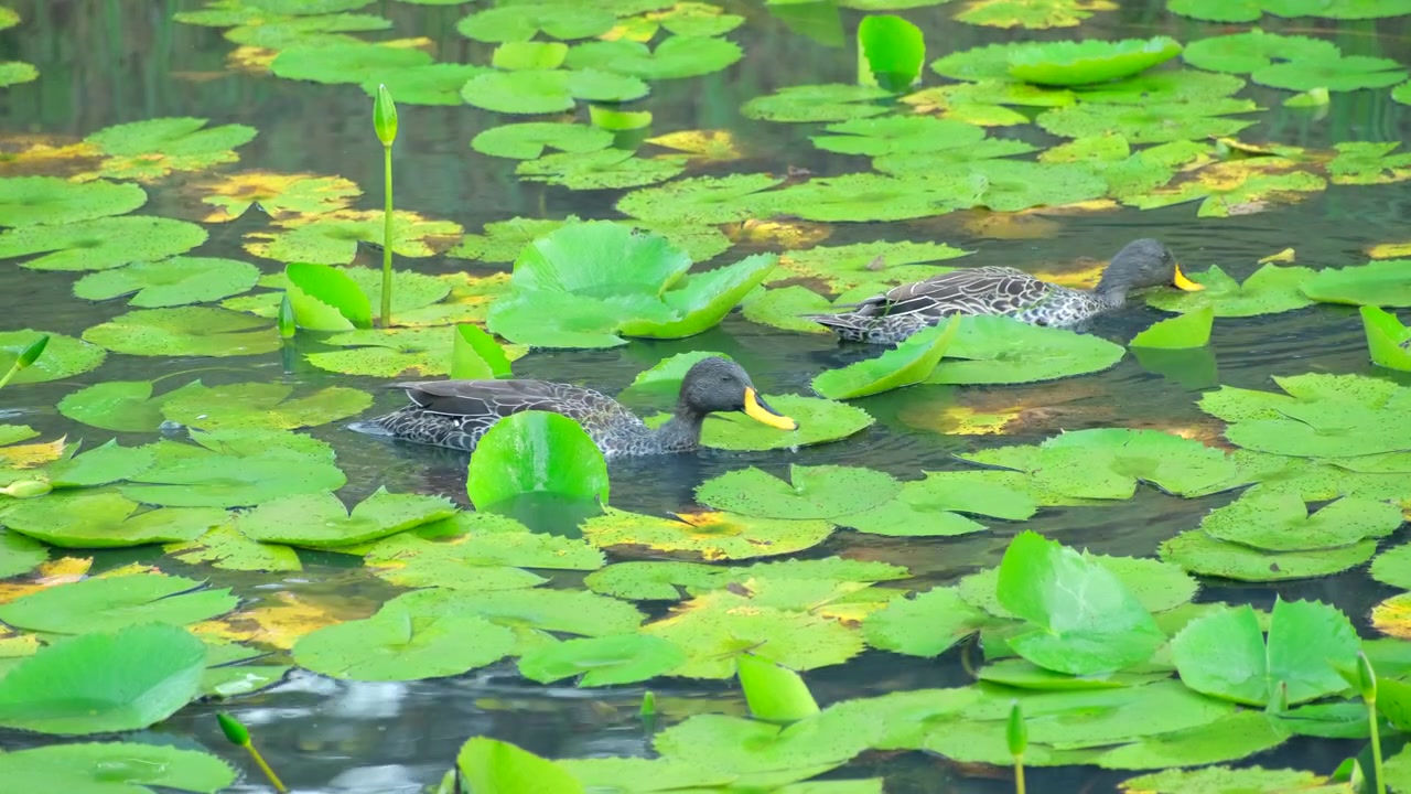 池の緑のスイレンの葉の間で泳ぎ、餌を探すキバシガモのつがい