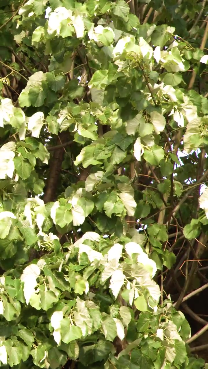 Inquadratura statica a media distanza di foglie verdi e bianche vivaci che frusciano sui rami degli alberi in estate.