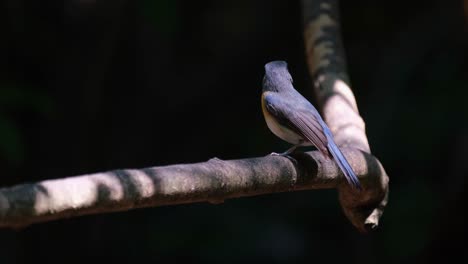 visto de frente para a esquerda, expondo seu peito laranja, em seguida, olha em volta e voa para longe, papa-moscas azul da colina cyornis whitei, tailândia