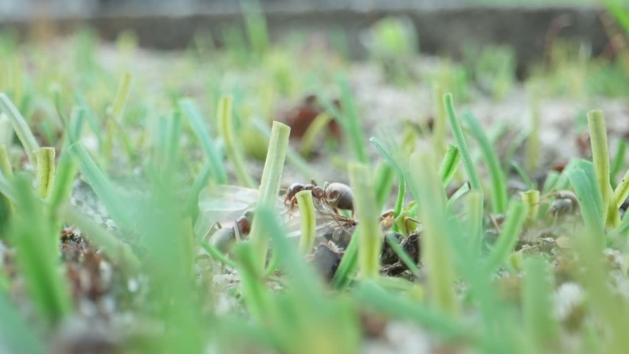 Ants explore and interact on a plant covered in green clusters under natural daylight