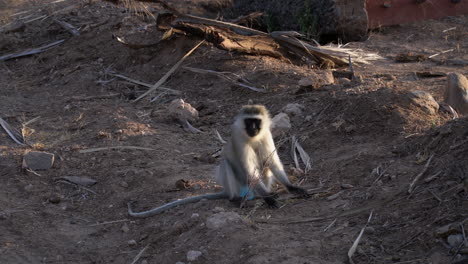 vervet monkey in a kenyan national park