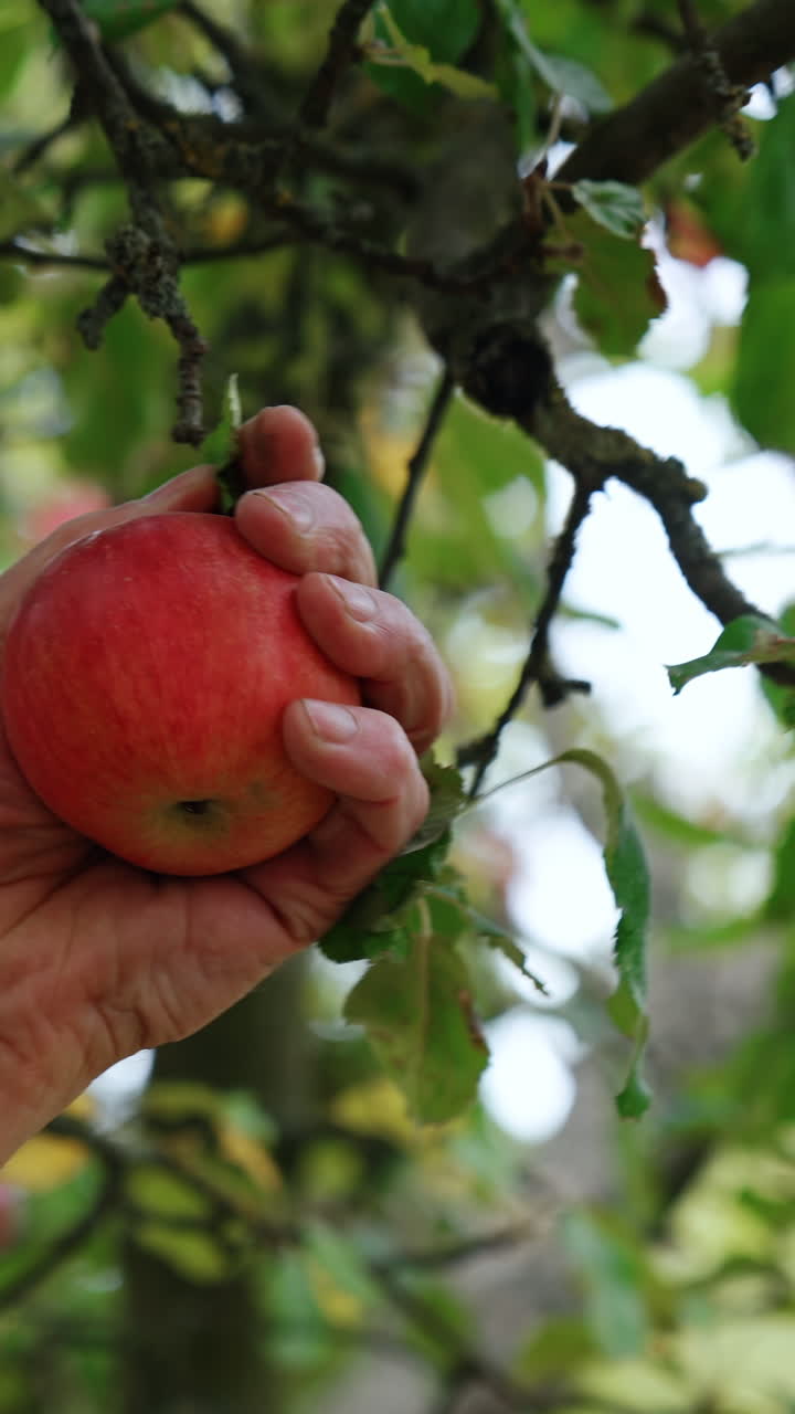 Red apples hang on the tree. Male hand picks one fruit and turns it near camera. Close up. Vertical video