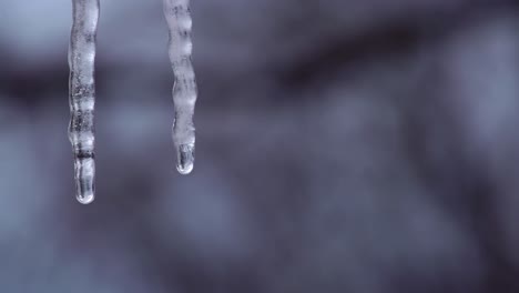 close up of suspended double icicle melting in winter with water droplets dripping as ice melts in rising temperatures