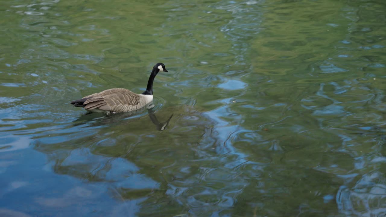 Canada goose floats on still green water, feathers ruffled in breeze, peaceful early morning