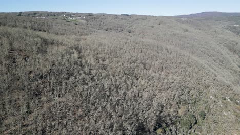 el dron se eleva por encima de los robles de castaño sin hojas en la ladera de ourense, españa.