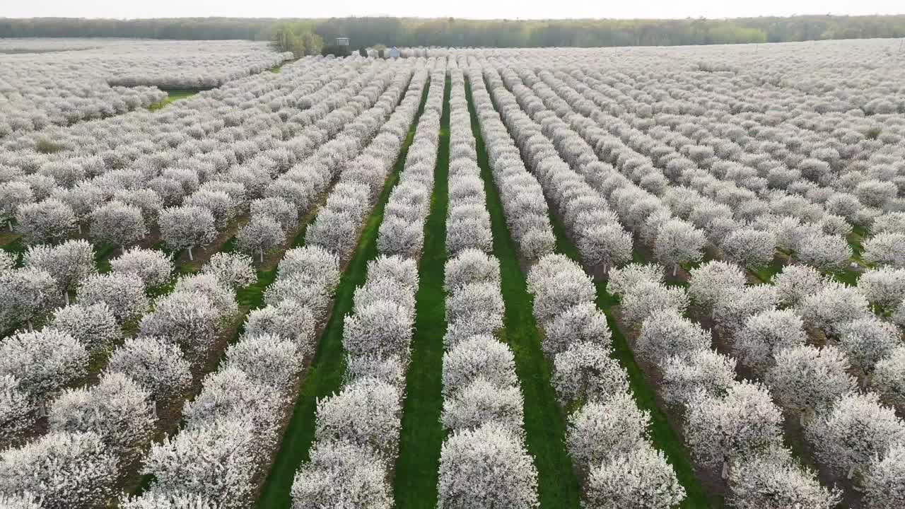 I ciliegeti a Door County, Wisconsin, sono in piena fioritura ogni primavera
