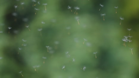 Fliegende-Samen,-Die-Von-Dem-In-Der-Hand-Gehaltenen-Löwenzahnstrauß-Weggeblasen-Werden