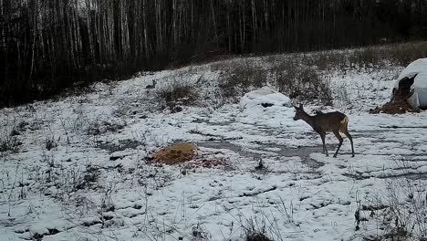 Rehe-Kommen-Im-Winterschnee-Zum-Futterhäuschen