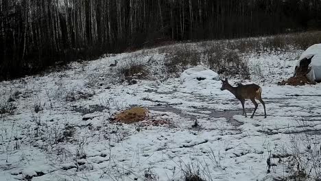 roe deer coming to the feeder in the winter snow