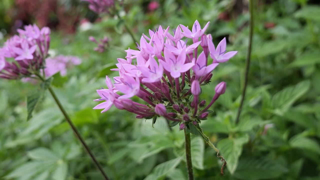 Purple Pentas Lanceolata Flower Blooming in a Flower Garden in Cebu in the Philippines