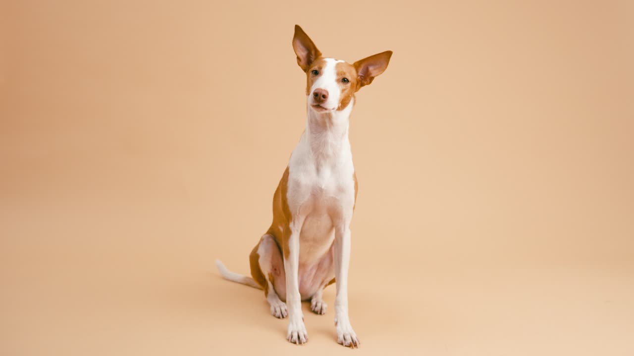 Ibizan Hound Dog