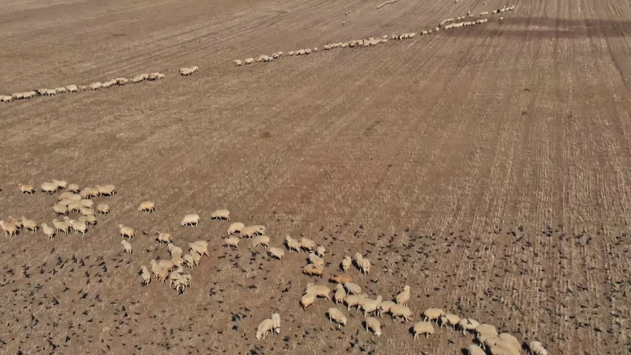 Gürcistan’da büyük bir alanda hareket eden koyunlar
