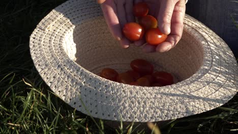 woman dropping fresh cherry tomatoes into straw hat medium shot