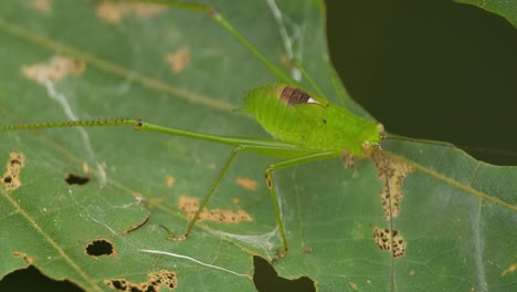 grillo de arbusto verde se sienta en una hoja bien camuflado de sus depredadores