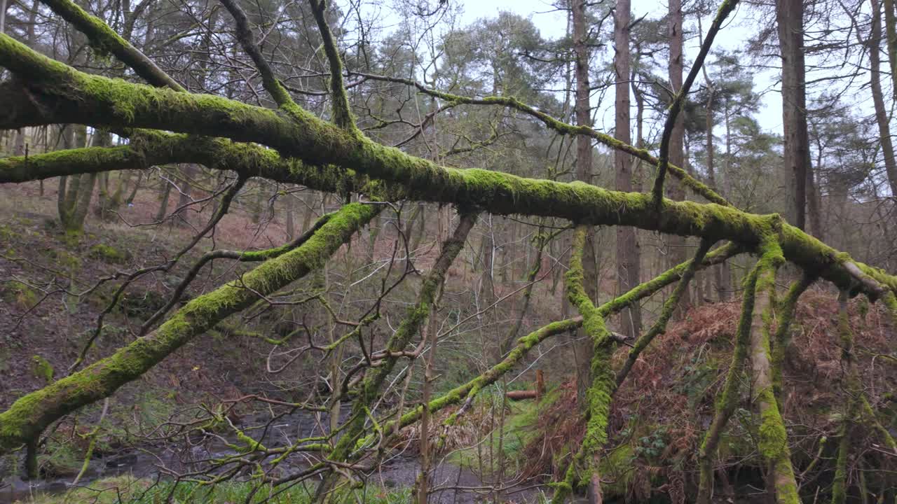 vistas del bosque de un árbol alto cubierto de musgo