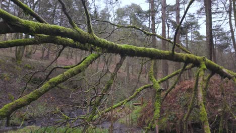 Waldblick-Auf-Einen-Hohen,-Mit-Moos-Bedeckten-Baum