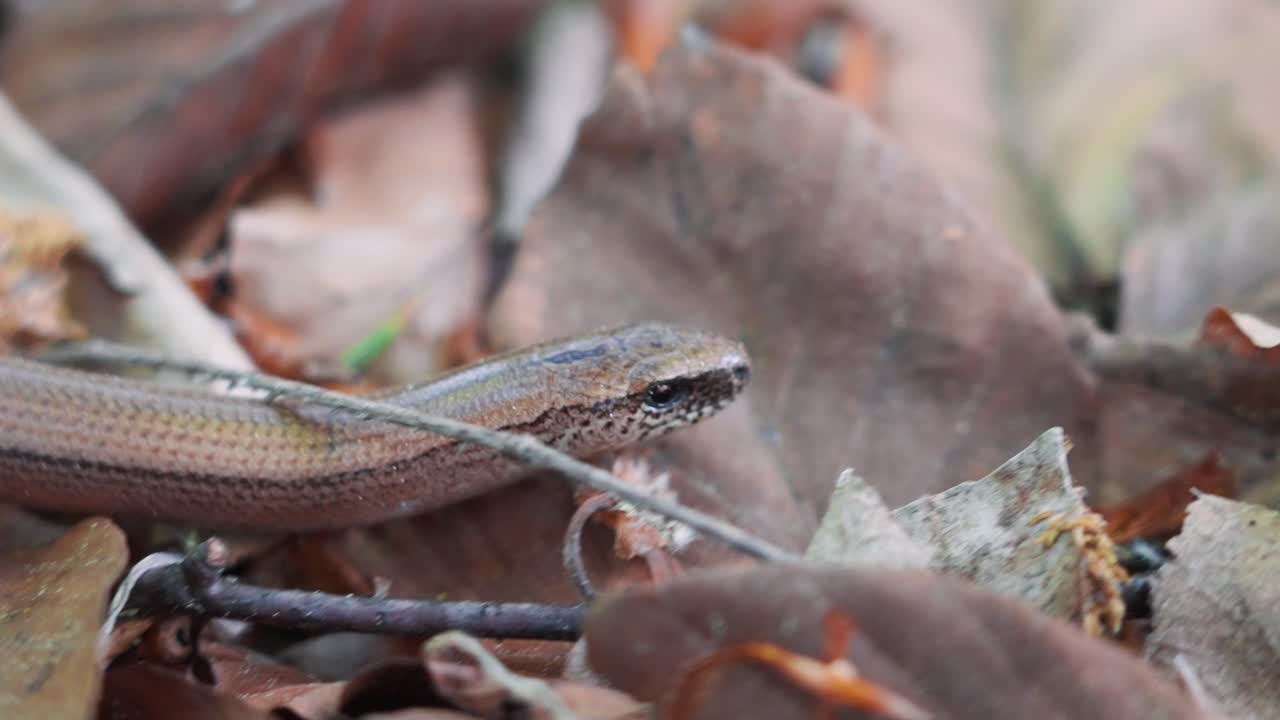 A slow worm, looks like a brown scary snake slithering through a bed of brown leaves, moving gracefully. A captivating wildlife moment in a natural setting, perfect for nature-themed projects.