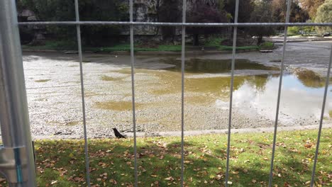 Pigeon-and-Black-Crow-gather-next-to-a-Lake-in-Buttes-Chaumont-Park,-France