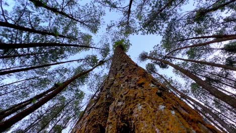 moving up and through trunk of pine tree in the forest