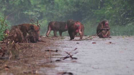 stump-tailed macaque, macaca arctoides, foggy rainy day at kaeng krachan national park, thailand