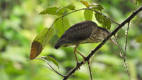 Grüner-Reiher,-Der-In-Einem-Baum-Sitzt,-Der-Sich-Langsam-In-Den-Nieselregen-Im-Dschungel-Von-Panama-Bewegt,-Vogel,-Der-Auf-Einem-Zweig-Sitzt